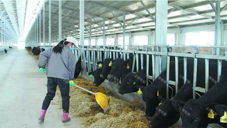 采食监测，精准饲喂，云辉牧联助力牲畜育种评估与营养调控